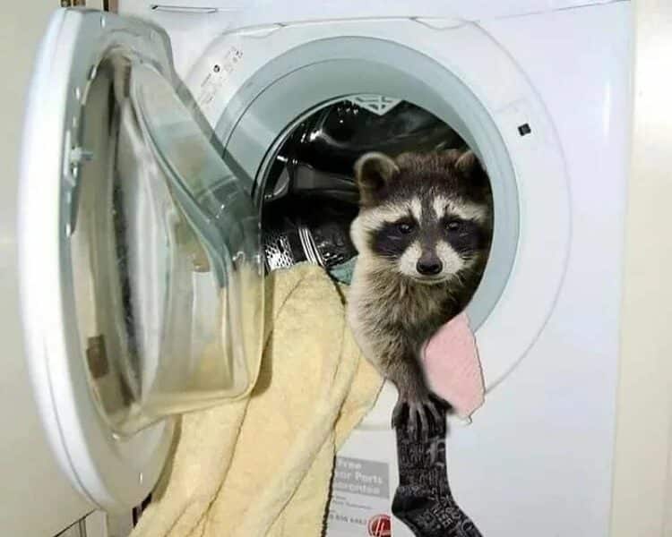 animaux dans les appareils électroménagers