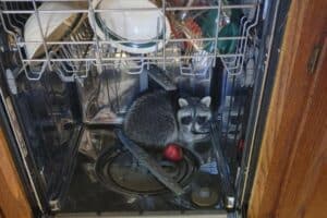 animal in dishwasher